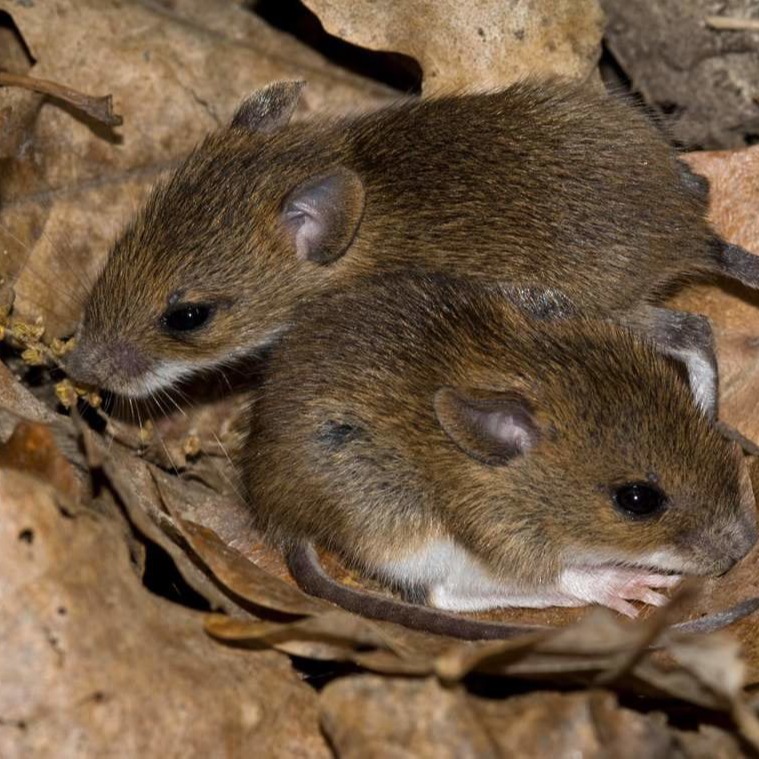 Уничтожения мышей в частном доме в Химках?