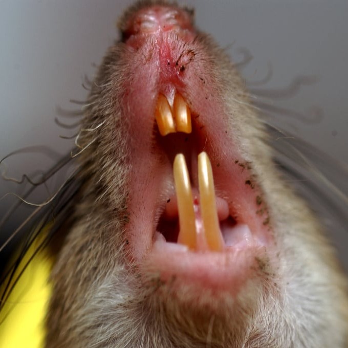 Дератизация крыс в Химках?